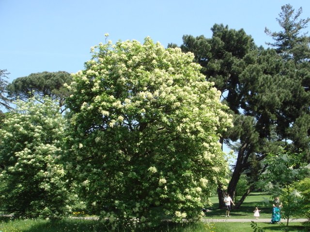 Fraxinus ornus silhouette